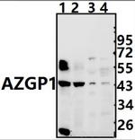 AZGP1 Antibody in Western Blot (WB)