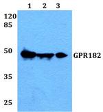 GPR182 Antibody in Western Blot (WB)