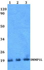 IMMP1L Antibody in Western Blot (WB)