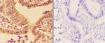 APOBEC3C Antibody in Immunohistochemistry (Paraffin) (IHC (P))