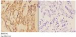 AANAT Antibody in Immunohistochemistry (Paraffin) (IHC (P))