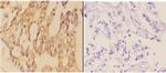 AANAT Antibody in Immunohistochemistry (Paraffin) (IHC (P))