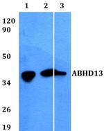 ABHD13 Antibody in Western Blot (WB)