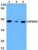 GAPDHS Antibody in Western Blot (WB)