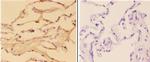 ABHD3 Antibody in Immunohistochemistry (Paraffin) (IHC (P))