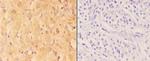 ABHD3 Antibody in Immunohistochemistry (Paraffin) (IHC (P))