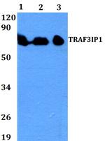 TRAF3IP1 Antibody in Western Blot (WB)