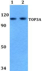 TOP3A Antibody in Western Blot (WB)