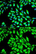 EEF1A1 Antibody in Immunocytochemistry (ICC/IF)