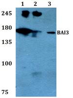 BAI3 Antibody in Western Blot (WB)