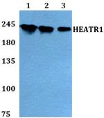 HEATR1 Antibody in Western Blot (WB)