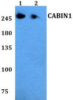 CABIN1 Antibody in Western Blot (WB)