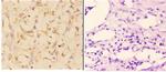 ABCA4 Antibody in Immunohistochemistry (Paraffin) (IHC (P))