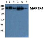 MEKK4 Antibody in Western Blot (WB)