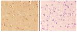 ABHD4 Antibody in Immunohistochemistry (Paraffin) (IHC (P))