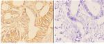 ABHD4 Antibody in Immunohistochemistry (Paraffin) (IHC (P))