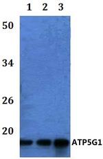 ATP5G1 Antibody in Western Blot (WB)