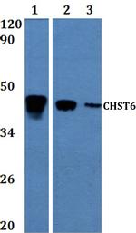 CHST6 Antibody in Western Blot (WB)