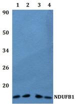 NDUFB1 Antibody in Western Blot (WB)