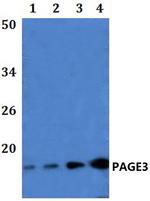 PAGE3 Antibody in Western Blot (WB)