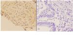 ABCA7 Antibody in Immunohistochemistry (Paraffin) (IHC (P))