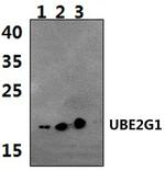 UBE2G1 Antibody in Western Blot (WB)