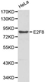 E2F8 Antibody in Western Blot (WB)