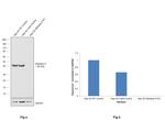 Aldolase A Antibody