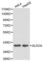 Aldolase A Antibody in Western Blot (WB)