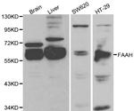 FAAH Antibody in Western Blot (WB)