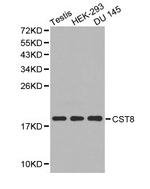 Cystatin 8 Antibody in Western Blot (WB)