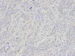 GYPC Antibody in Immunohistochemistry (Paraffin) (IHC (P))