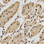 XRCC3 Antibody in Immunohistochemistry (Paraffin) (IHC (P))