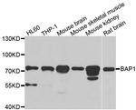 BAP1 Antibody in Western Blot (WB)