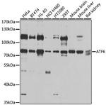 ATF6 Antibody in Western Blot (WB)