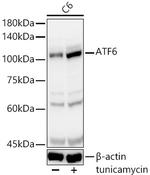 ATF6 Antibody in Western Blot (WB)