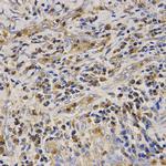 Cathelicidin Antibody in Immunohistochemistry (Paraffin) (IHC (P))