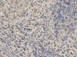 GABRA2 Antibody in Immunohistochemistry (Paraffin) (IHC (P))