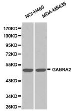 GABRA2 Antibody in Western Blot (WB)