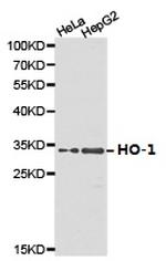 HMOX1 Antibody in Western Blot (WB)