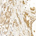 Kallikrein 1 Antibody in Immunohistochemistry (Paraffin) (IHC (P))