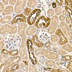 Kallikrein 1 Antibody in Immunohistochemistry (Paraffin) (IHC (P))