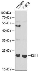 Kallikrein 1 Antibody in Western Blot (WB)