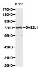 GAS2L1 Antibody in Western Blot (WB)