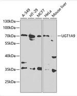 UGT1A9 Antibody in Western Blot (WB)