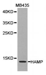 HAMP Antibody in Western Blot (WB)