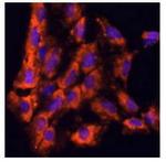 IL-18 Antibody in Immunocytochemistry (ICC/IF)