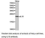 IL-18 Antibody in Western Blot (WB)