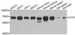 TCP-1 gamma Antibody in Western Blot (WB)