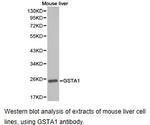 GSTA1 Antibody in Western Blot (WB)